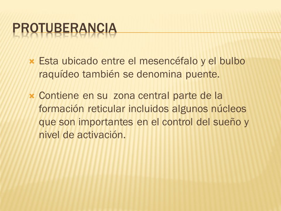 PROTUBERANCIA Esta ubicado entre el mesencéfalo y el bulbo raquídeo también se denomina puente.