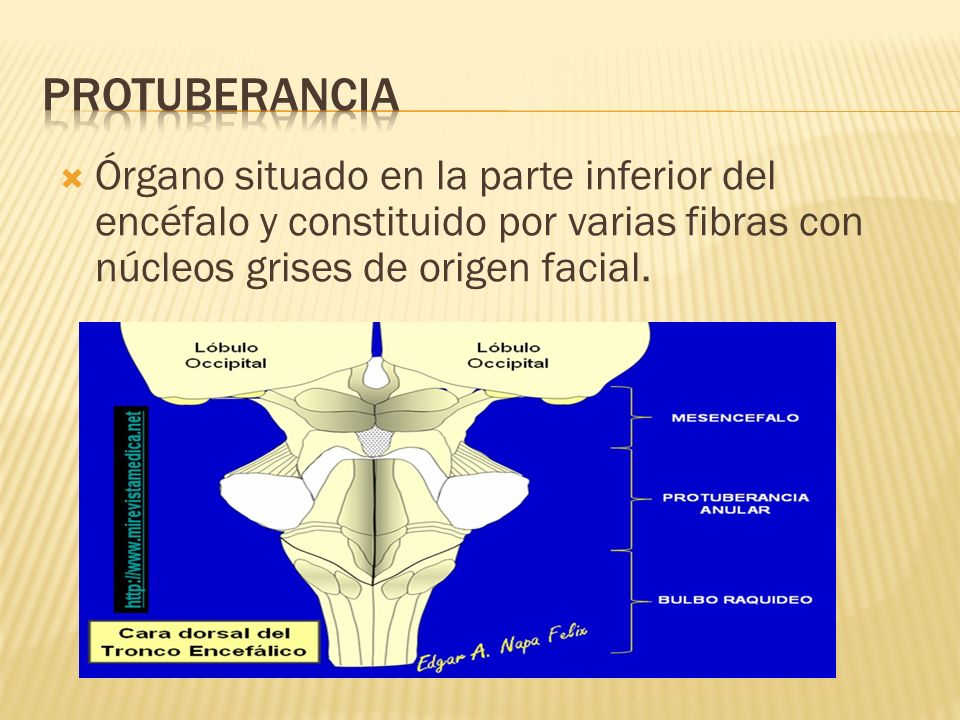 PROTUBERANCIA Órgano situado en la parte inferior del encéfalo y constituido por varias fibras con núcleos grises de origen facial.