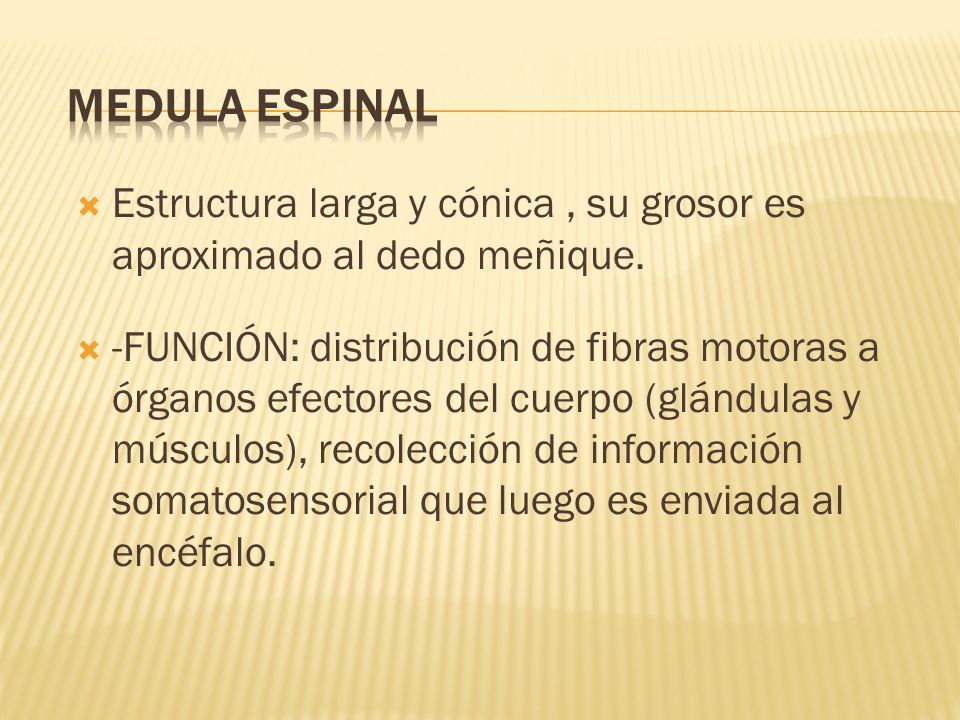 Medula espinal Estructura larga y cónica , su grosor es aproximado al dedo meñique.