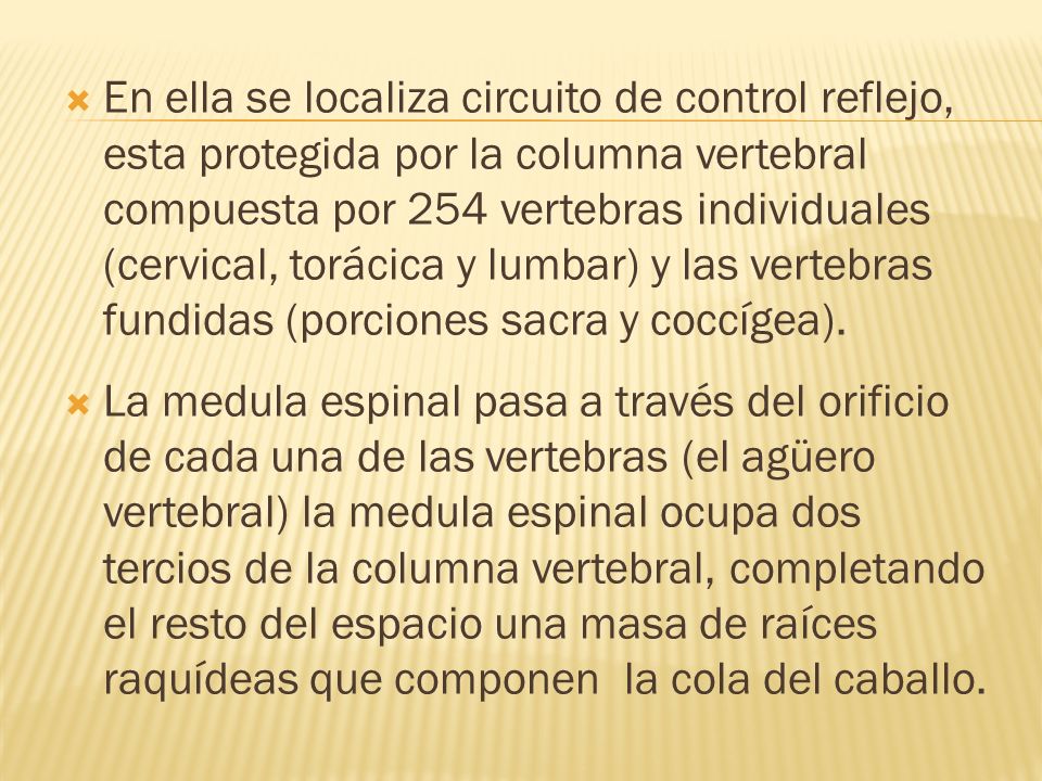 En ella se localiza circuito de control reflejo, esta protegida por la columna vertebral compuesta por 254 vertebras individuales (cervical, torácica y lumbar) y las vertebras fundidas (porciones sacra y coccígea).