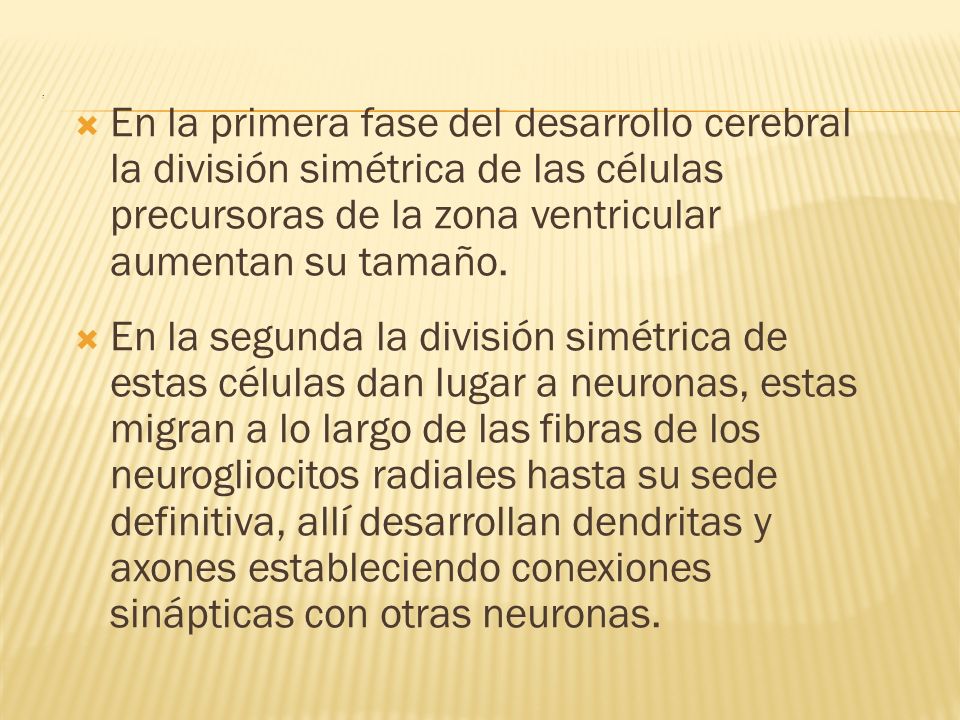 . En la primera fase del desarrollo cerebral la división simétrica de las células precursoras de la zona ventricular aumentan su tamaño.