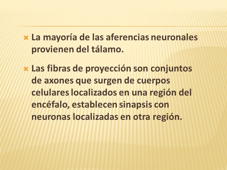 La mayoría de las aferencias neuronales provienen del tálamo.