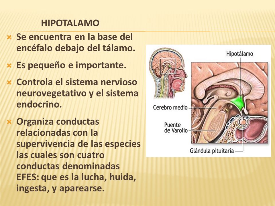 HIPOTALAMO Se encuentra en la base del encéfalo debajo del tálamo. Es pequeño e importante.