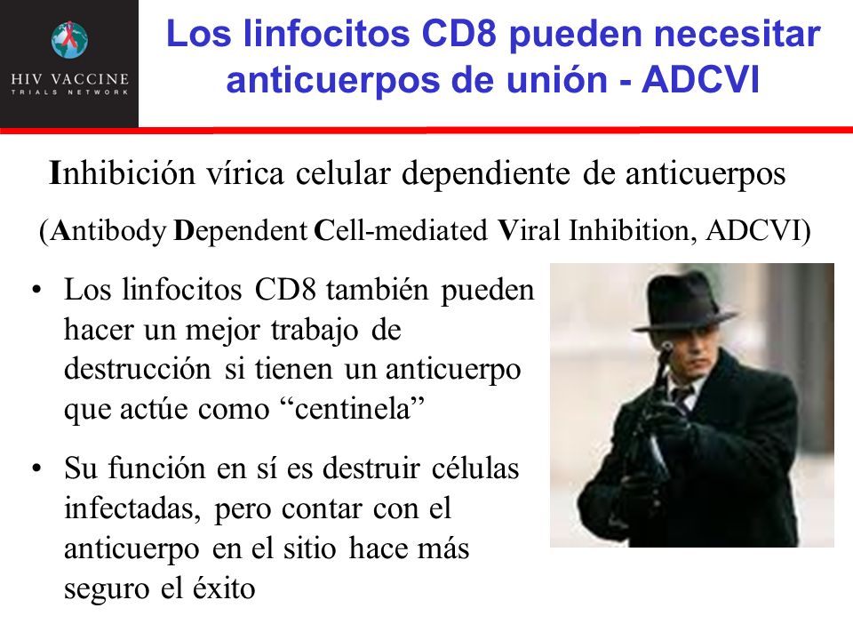 Los linfocitos CD8 pueden necesitar anticuerpos de unión - ADCVI