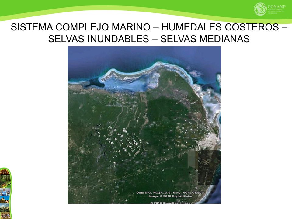 SISTEMA COMPLEJO MARINO – HUMEDALES COSTEROS – SELVAS INUNDABLES – SELVAS MEDIANAS