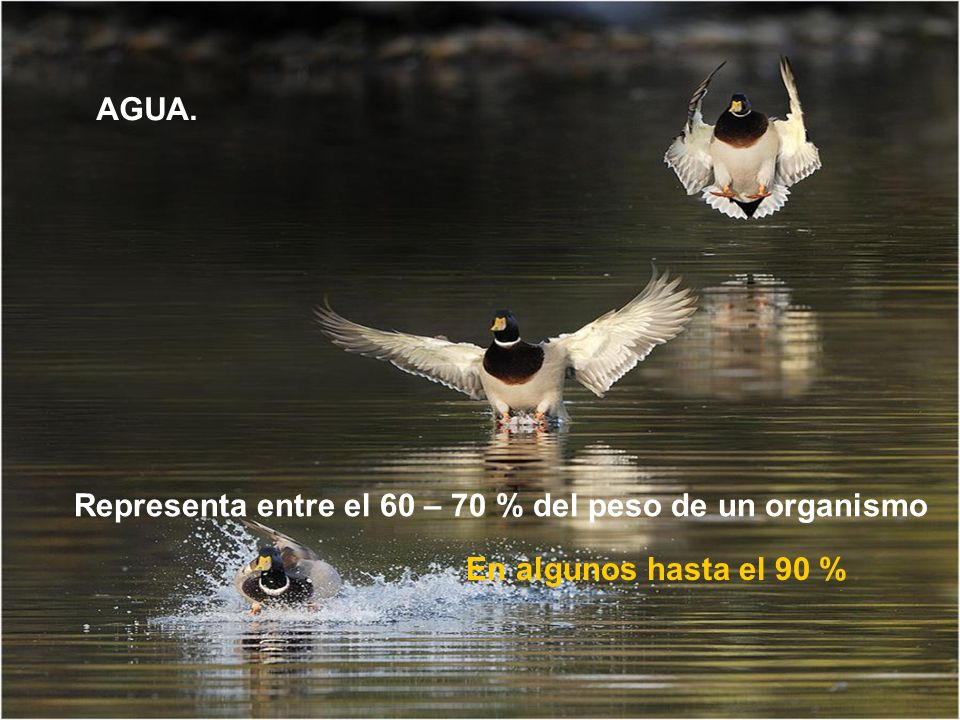 AGUA. Representa entre el 60 – 70 % del peso de un organismo En algunos hasta el 90 %