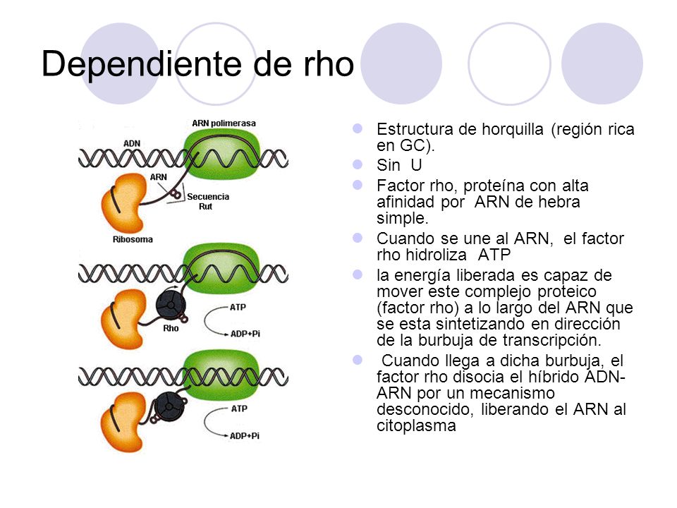 Dependiente de rho Estructura de horquilla (región rica en GC). Sin U