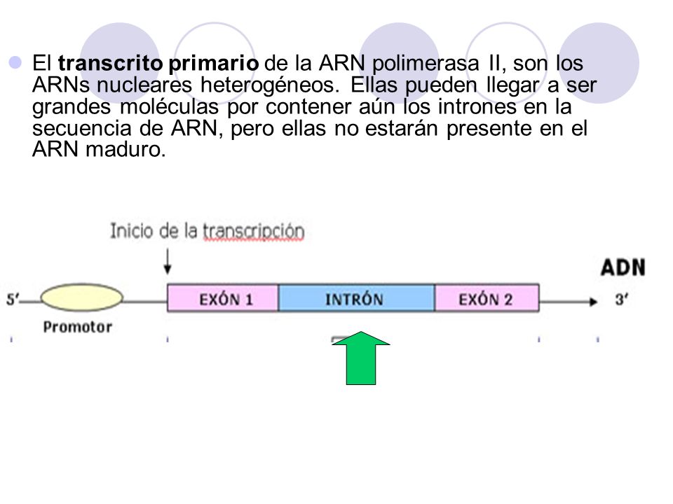 El transcrito primario de la ARN polimerasa II, son los ARNs nucleares heterogéneos.