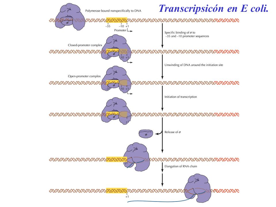 Transcripsicón en E coli.