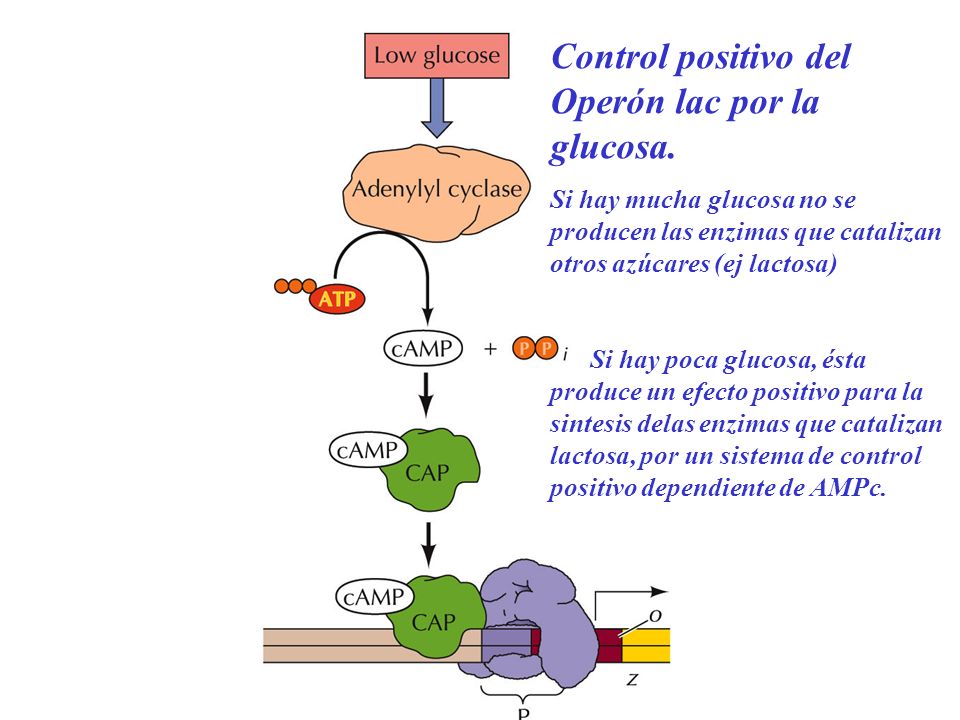 Control positivo del Operón lac por la glucosa.