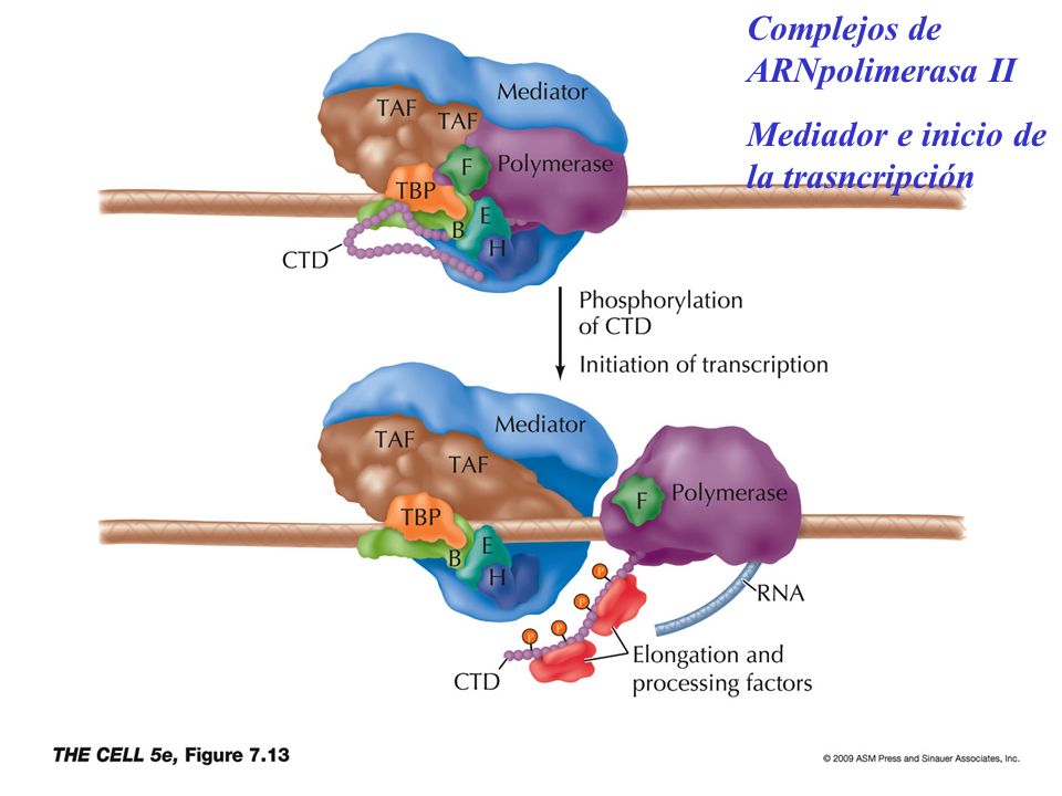 Complejos de ARNpolimerasa II