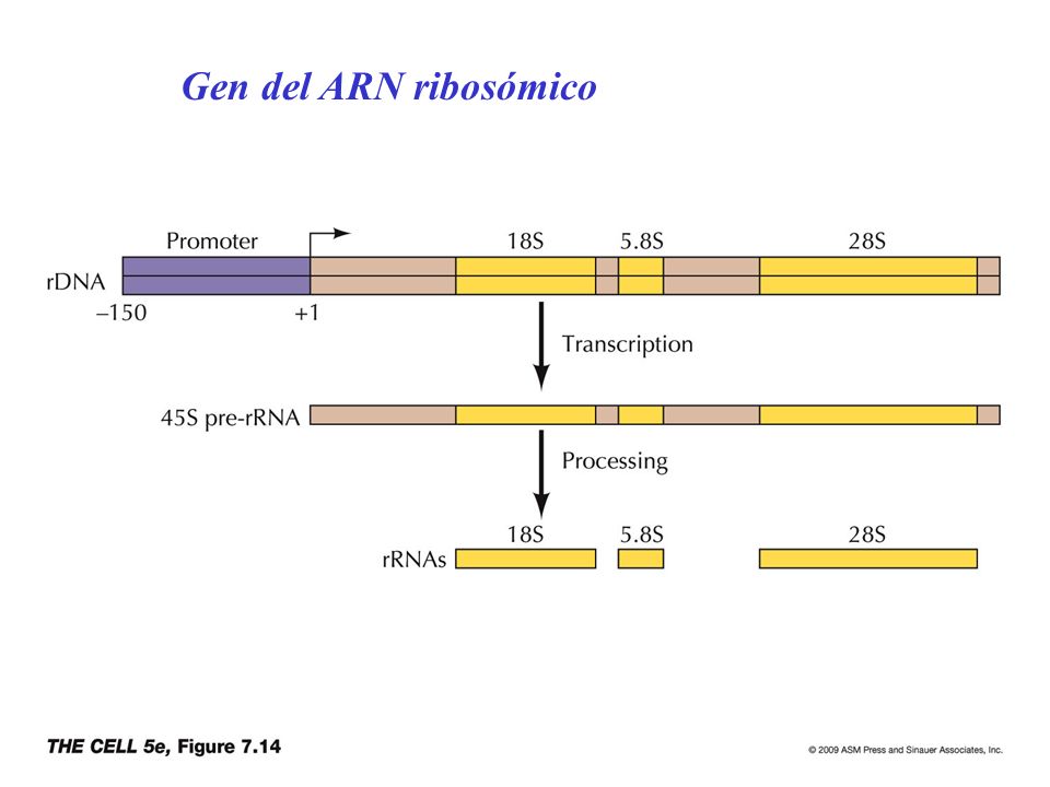 Gen del ARN ribosómico