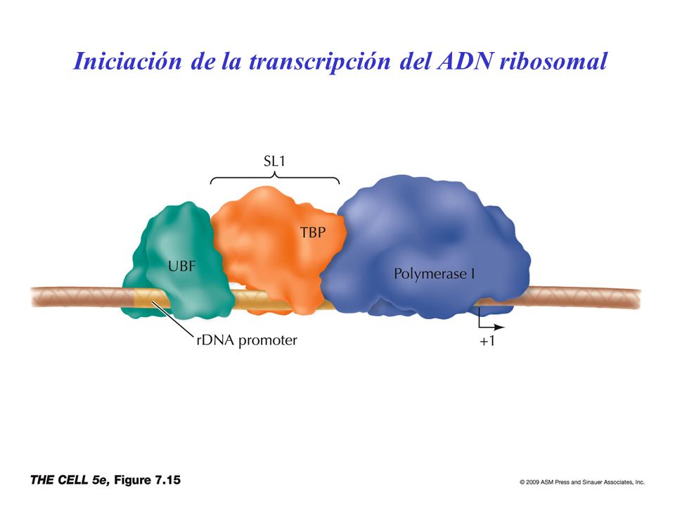 Iniciación de la transcripción del ADN ribosomal