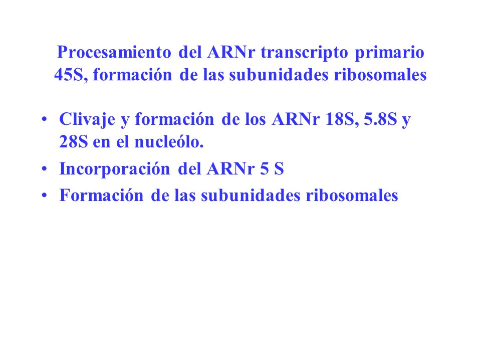 Procesamiento del ARNr transcripto primario 45S, formación de las subunidades ribosomales