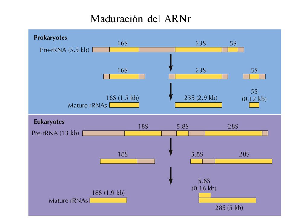 Maduración del ARNr