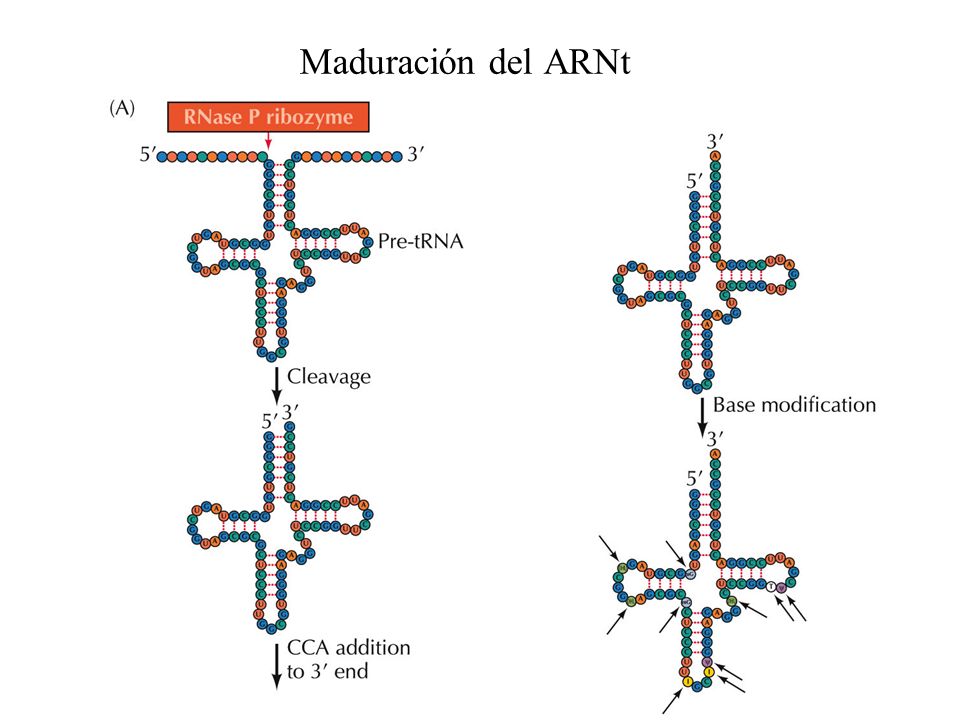 Maduración del ARNt
