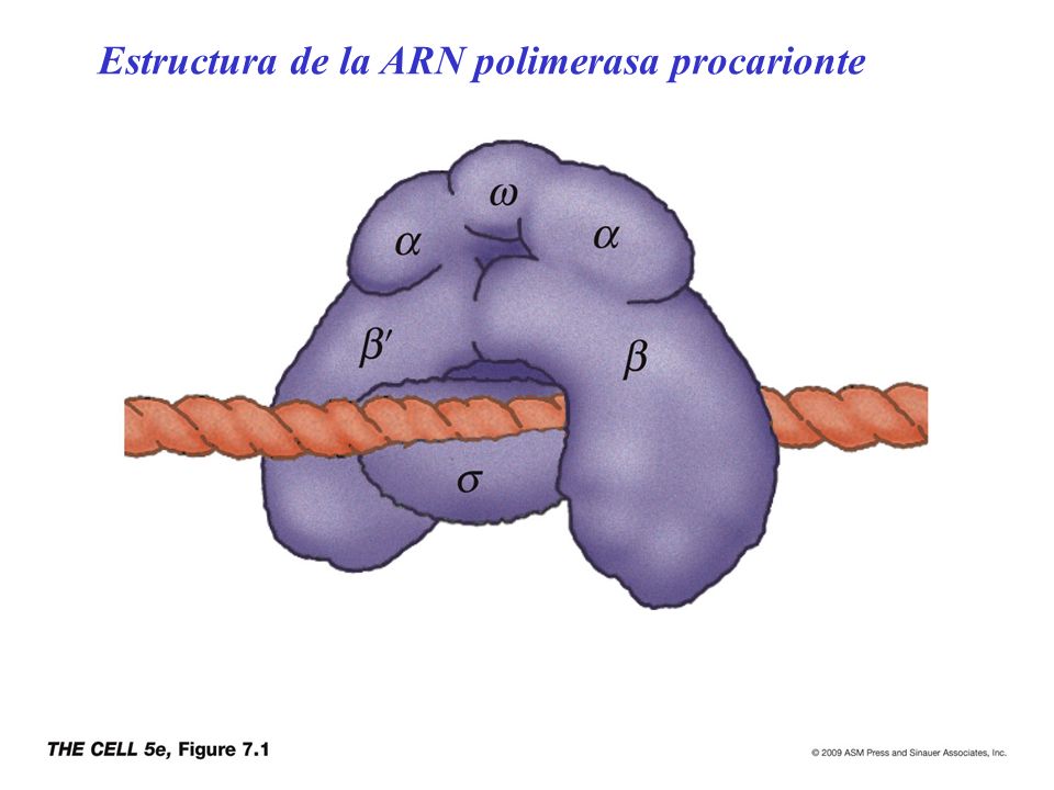 Estructura de la ARN polimerasa procarionte