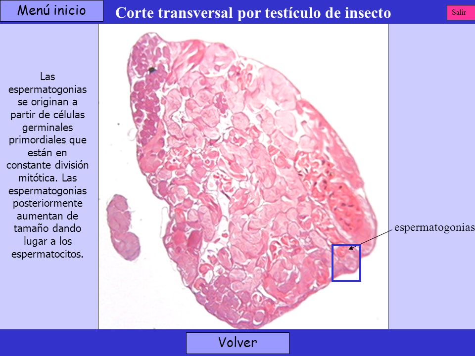 Corte transversal por testículo de insecto