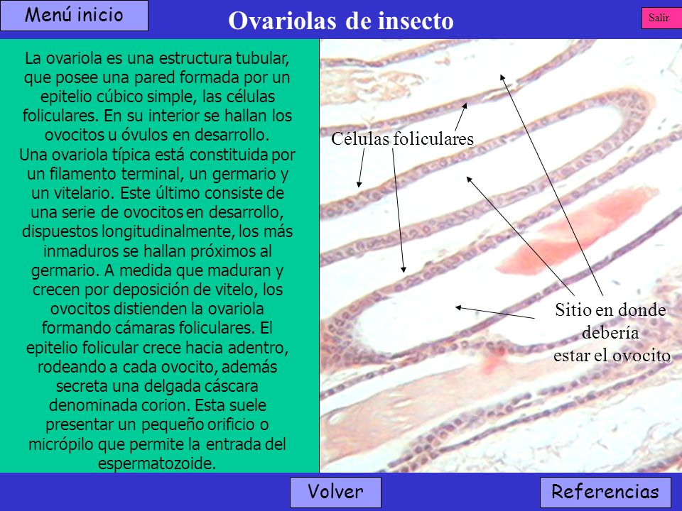 Ovariolas de insecto Menú inicio Células foliculares Sitio en donde