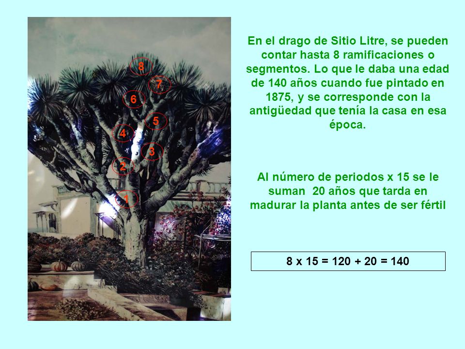 En el drago de Sitio Litre, se pueden contar hasta 8 ramificaciones o segmentos. Lo que le daba una edad de 140 años cuando fue pintado en 1875, y se corresponde con la antigüedad que tenía la casa en esa época.