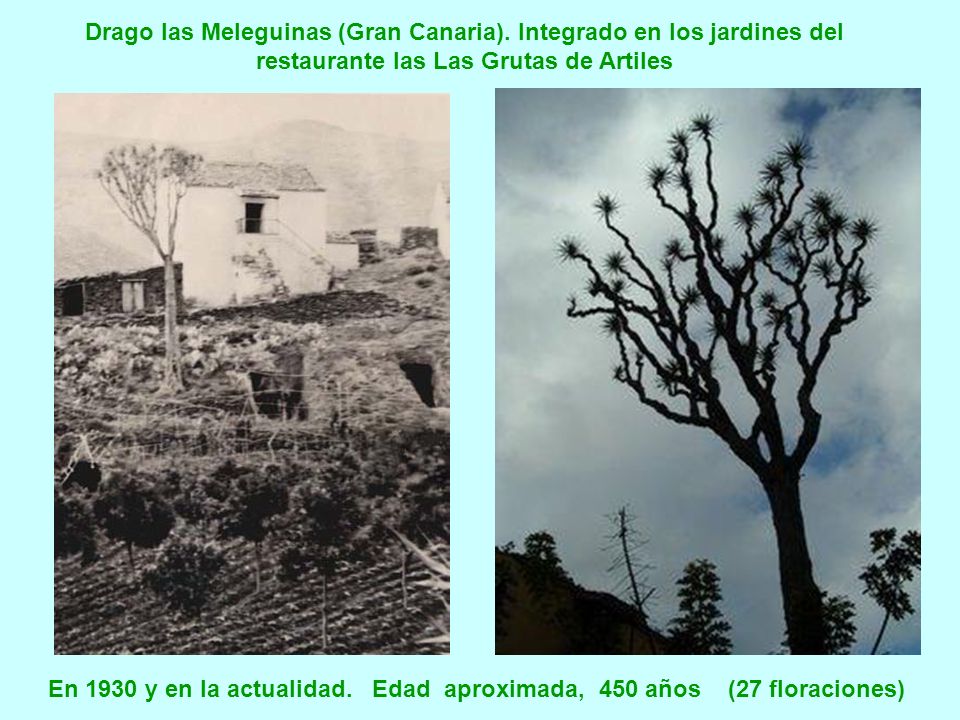 En 1930 y en la actualidad. Edad aproximada, 450 años (27 floraciones)