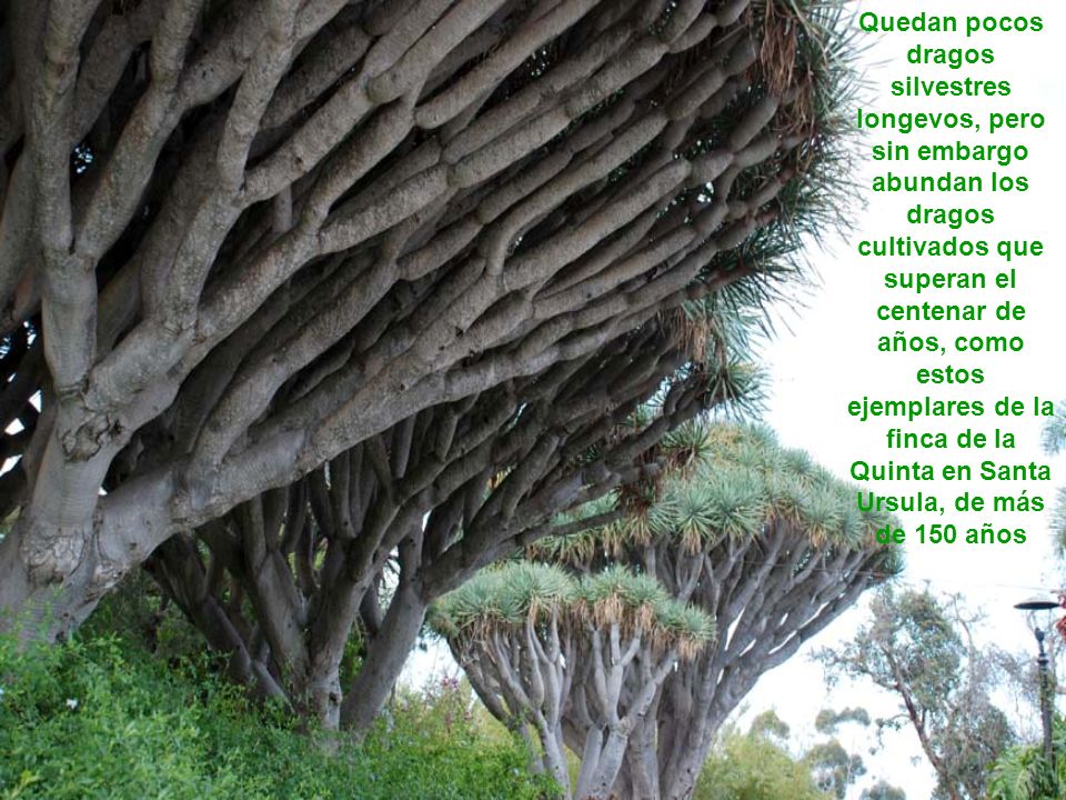 Quedan pocos dragos silvestres longevos, pero sin embargo abundan los dragos cultivados que superan el centenar de años, como estos ejemplares de la finca de la Quinta en Santa Ursula, de más de 150 años