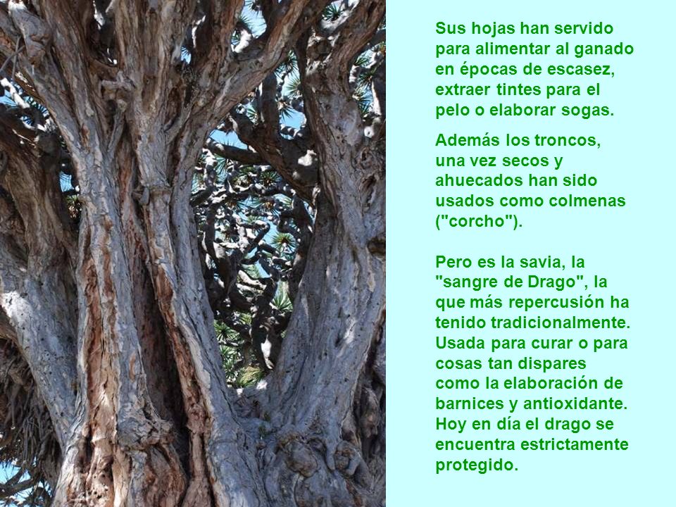 Sus hojas han servido para alimentar al ganado en épocas de escasez, extraer tintes para el pelo o elaborar sogas.