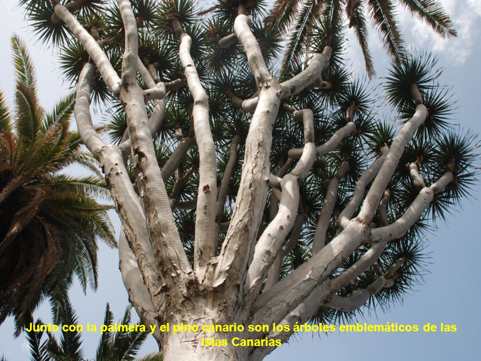Junto con la palmera y el pino canario son los árboles emblemáticos de las Islas Canarias