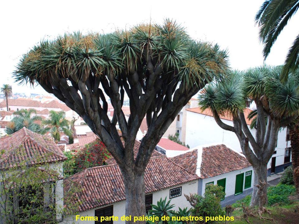 Forma parte del paisaje de nuestros pueblos