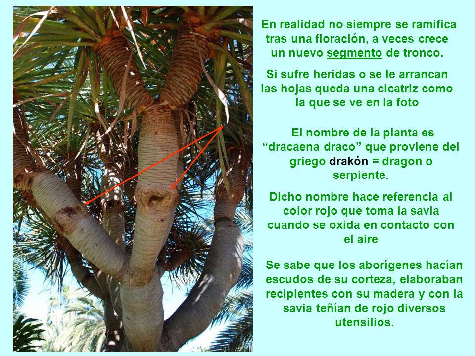 En realidad no siempre se ramifica tras una floración, a veces crece un nuevo segmento de tronco.