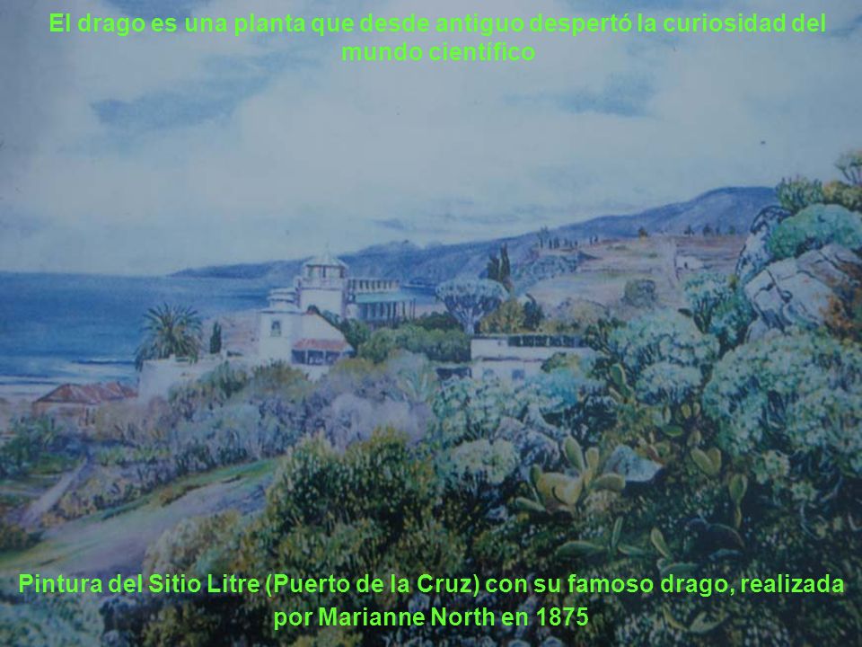 El drago es una planta que desde antiguo despertó la curiosidad del mundo científico
