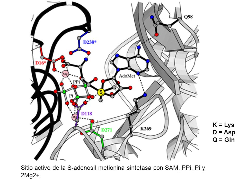 K = Lys D = Asp Q = Gln Sitio activo de la S-adenosil metionina sintetasa con SAM, PPi, Pi y 2Mg2+.