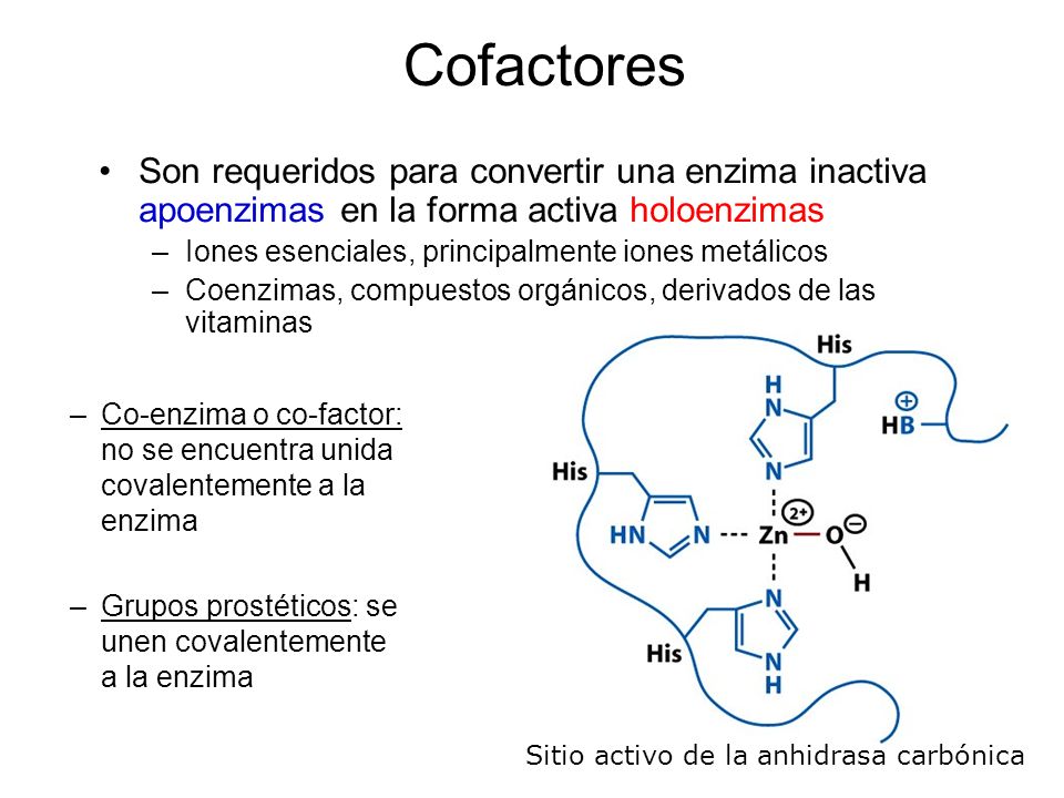 Cofactores Son requeridos para convertir una enzima inactiva apoenzimas en la forma activa holoenzimas.