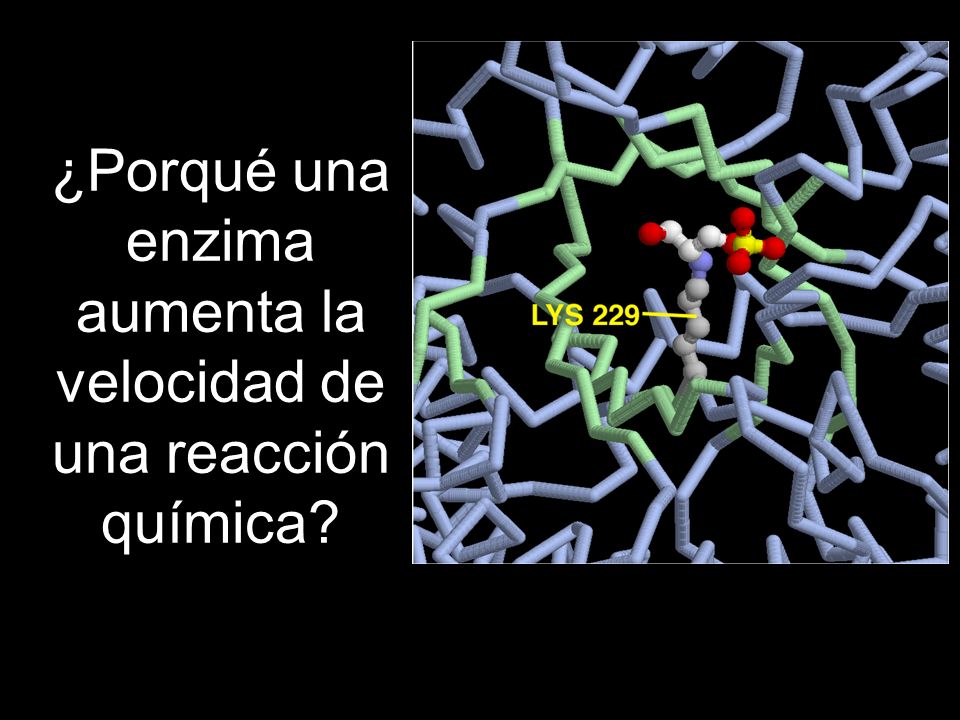 ¿Porqué una enzima aumenta la velocidad de una reacción química