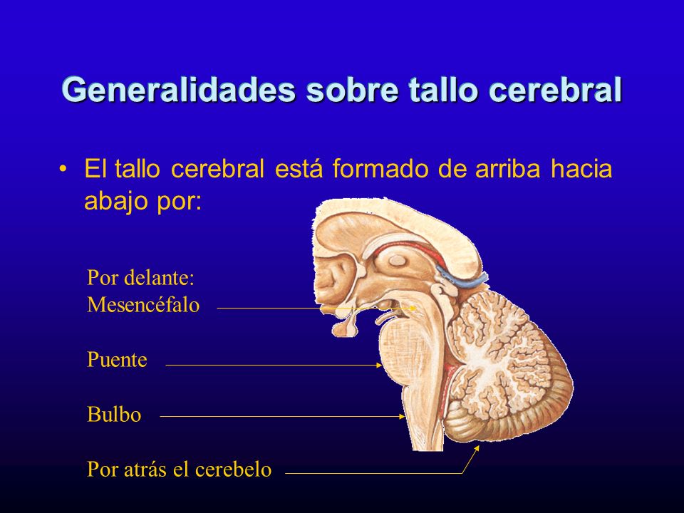 Generalidades sobre tallo cerebral
