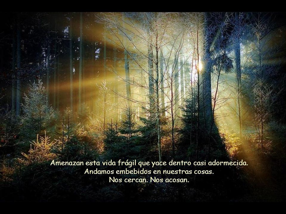Amenazan esta vida frágil que yace dentro casi adormecida.