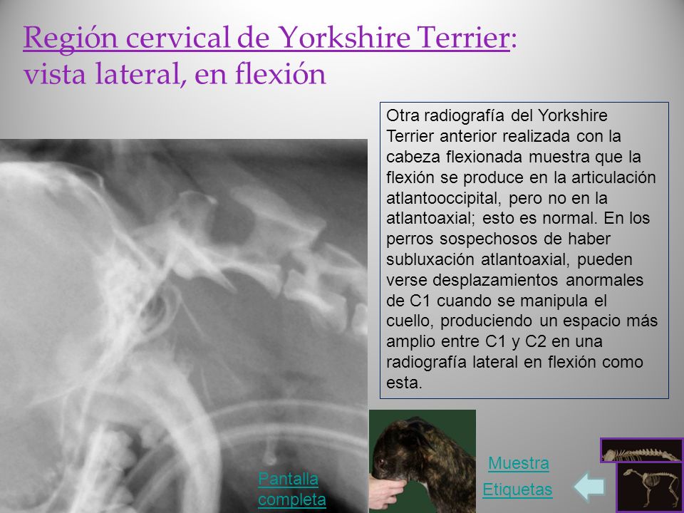 Región cervical de Yorkshire Terrier: vista lateral, en flexión