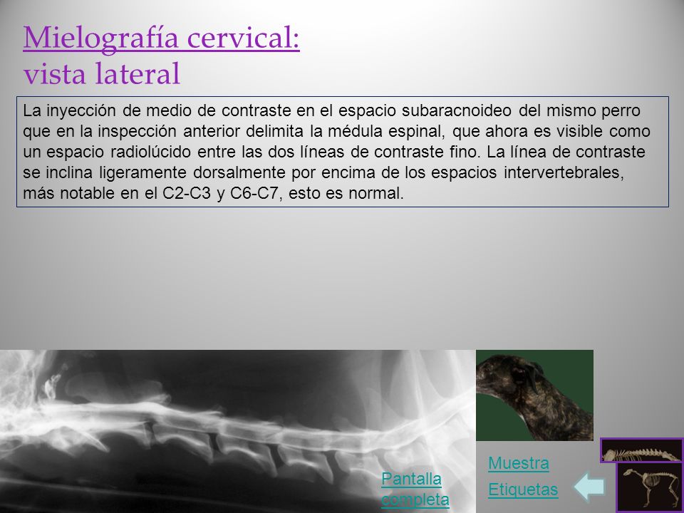 Radiología del Perro: columna vertebral - ppt video online descargar