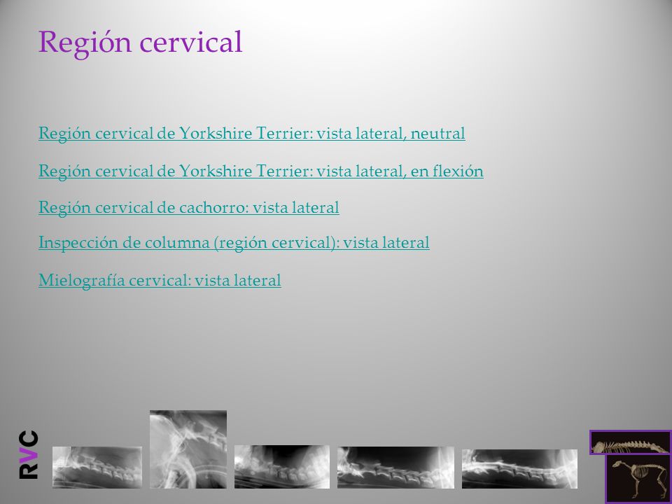 Región cervical Región cervical de Yorkshire Terrier: vista lateral, neutral. Región cervical de Yorkshire Terrier: vista lateral, en flexión.
