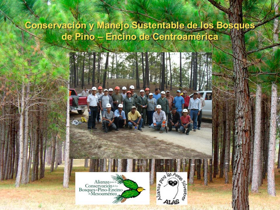 Conservación y Manejo Sustentable de los Bosques de Pino – Encino de Centroamérica