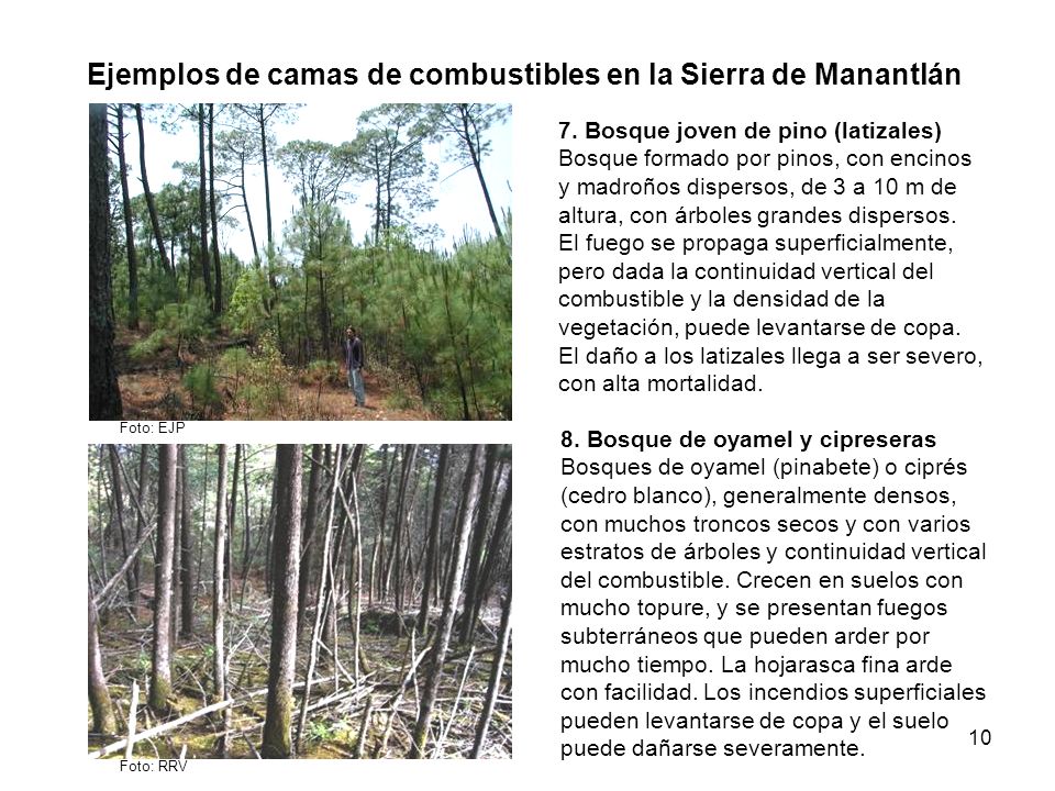 Ejemplos de camas de combustibles en la Sierra de Manantlán