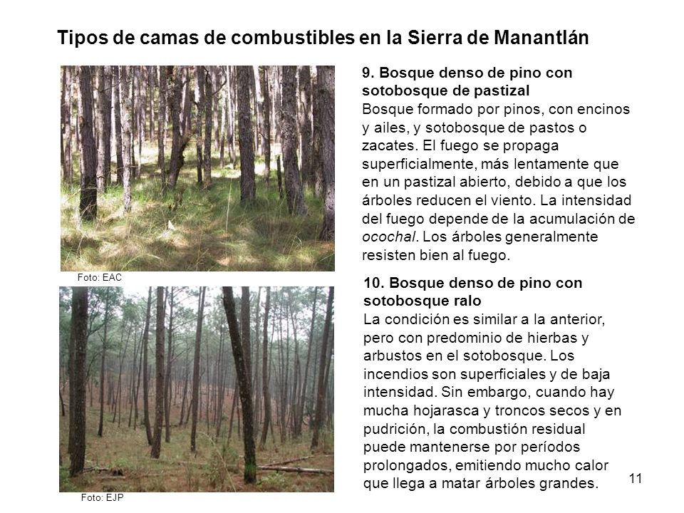 Tipos de camas de combustibles en la Sierra de Manantlán