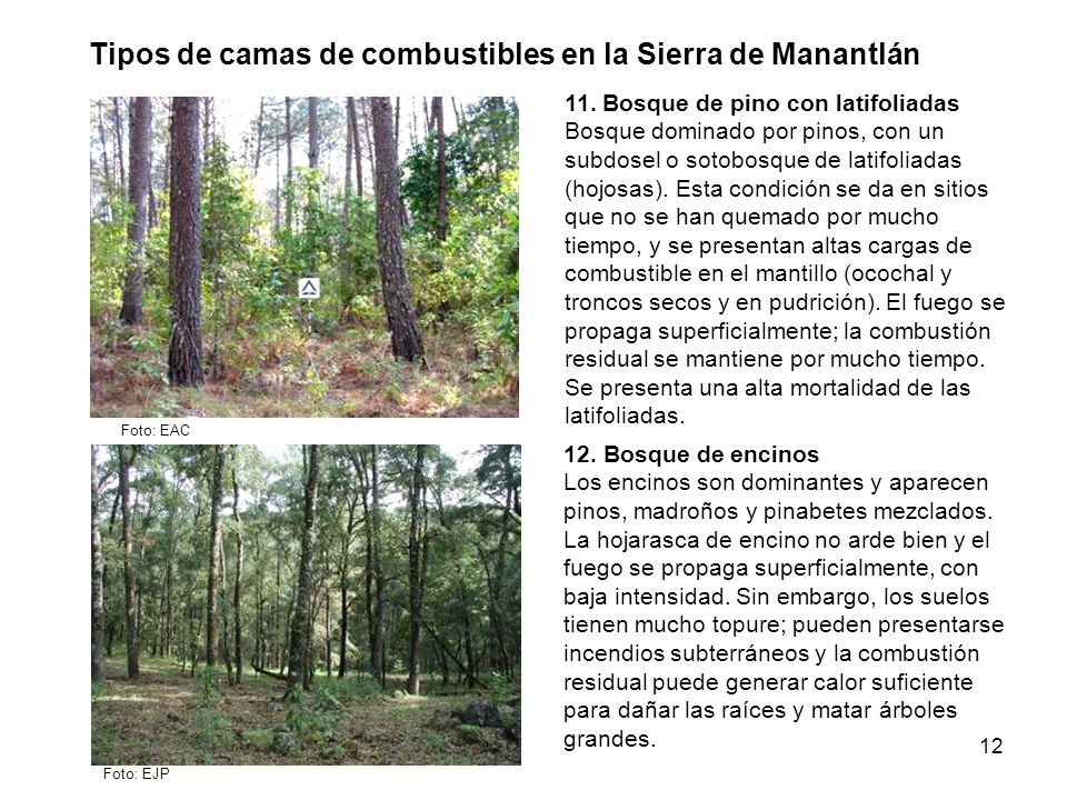 Tipos de camas de combustibles en la Sierra de Manantlán
