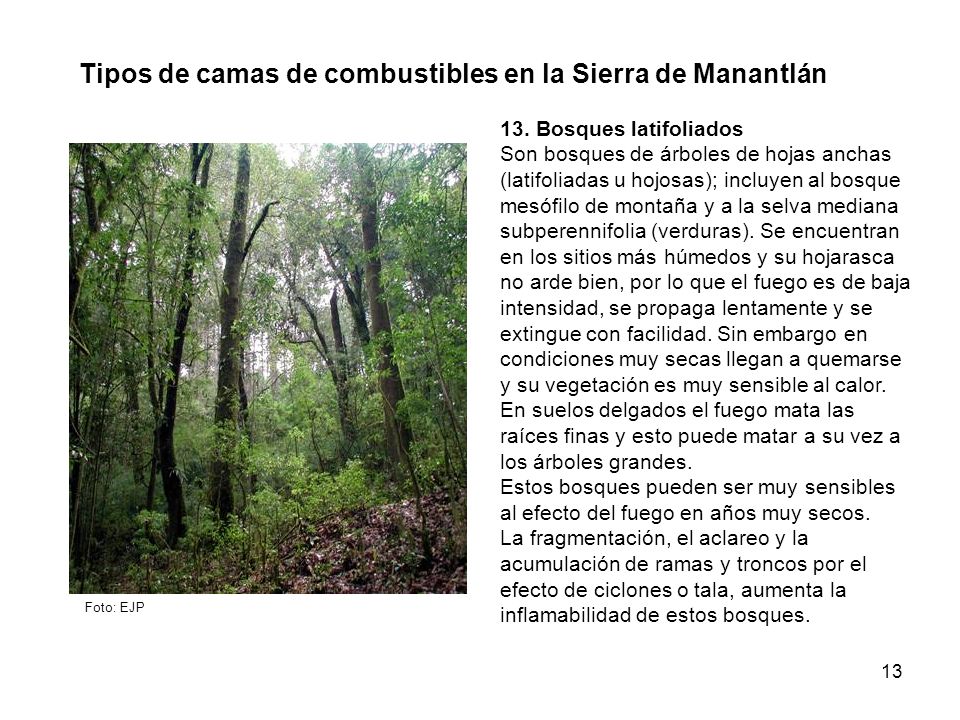 Tipos de camas de combustibles en la Sierra de Manantlán