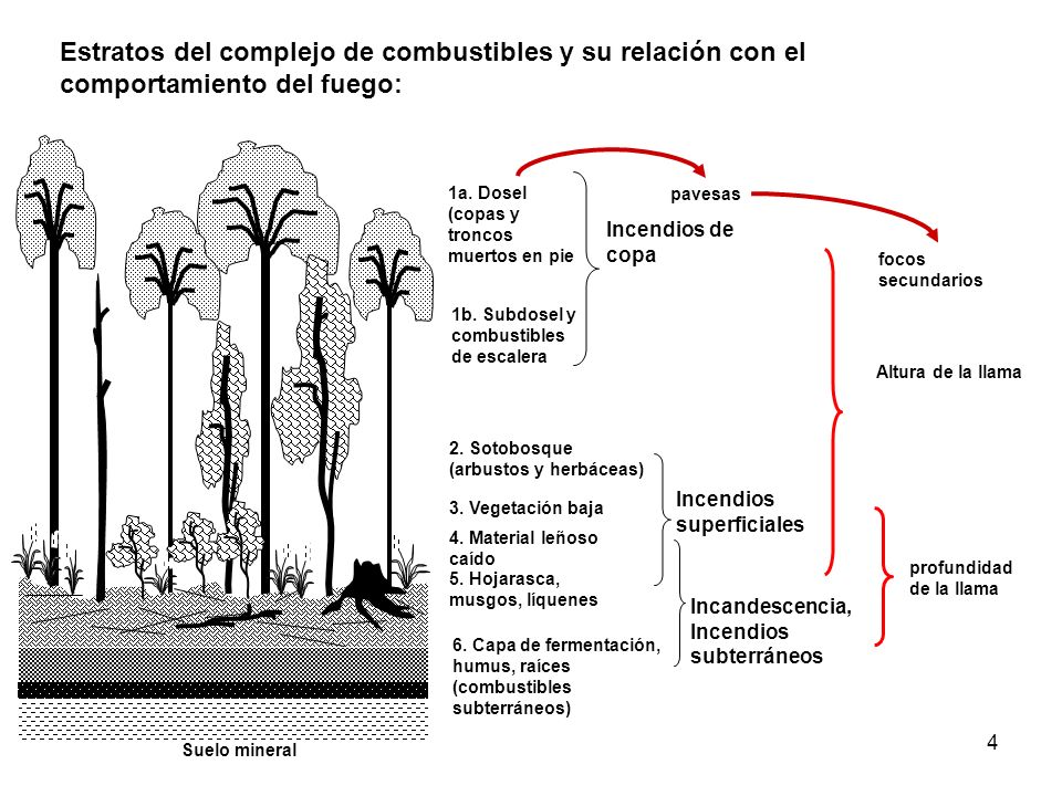 Estratos del complejo de combustibles y su relación con el comportamiento del fuego: