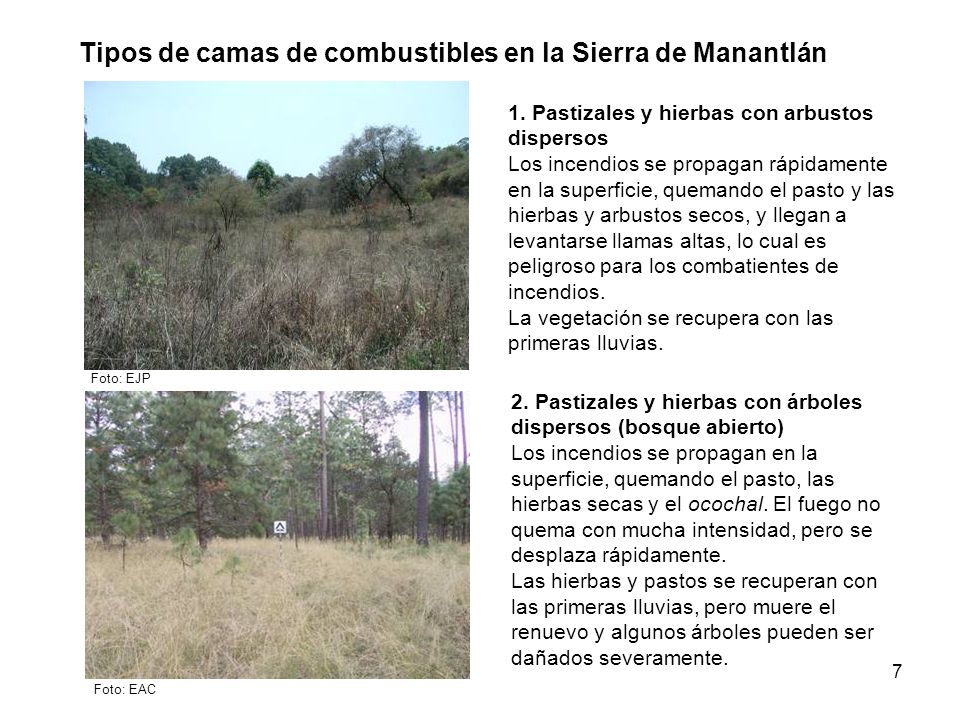 Tipos de camas de combustibles en la Sierra de Manantlán