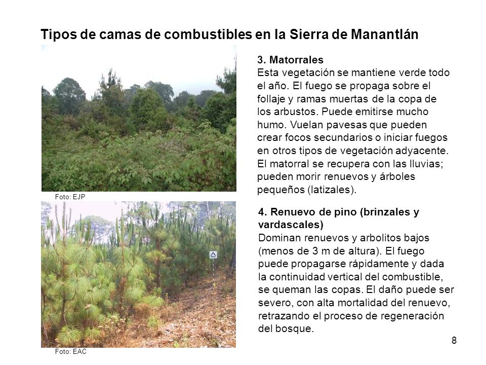 Tipos de camas de combustibles en la Sierra de Manantlán