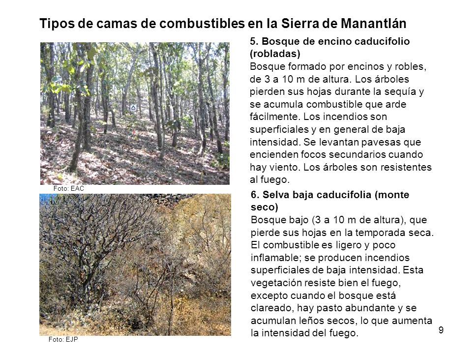 Tipos de camas de combustibles en la Sierra de Manantlán