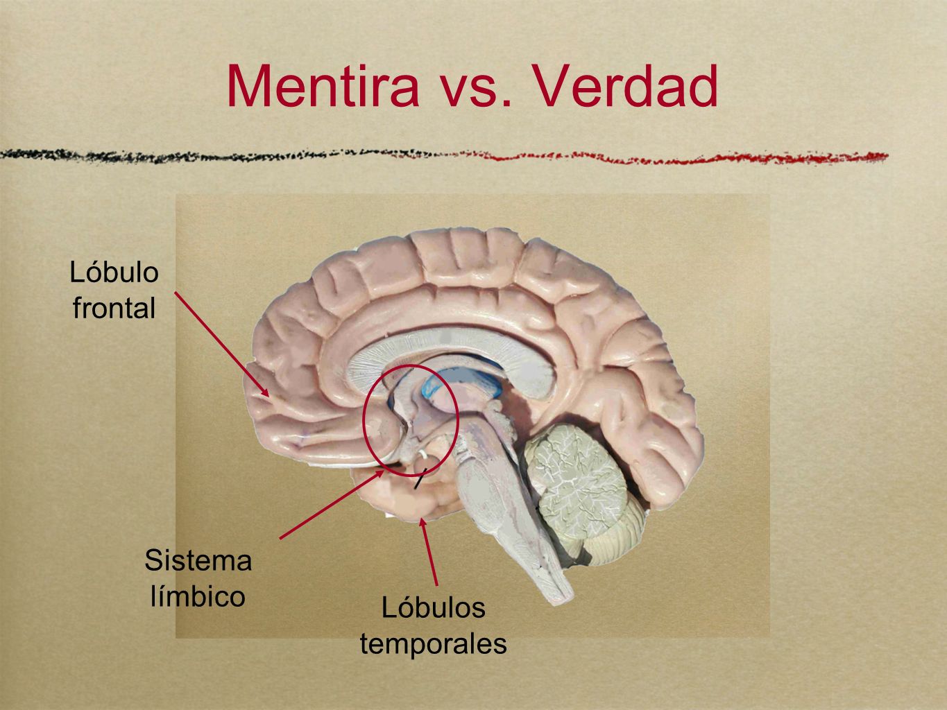 Mentira vs. Verdad Lóbulo frontal Sistema límbico Lóbulos temporales