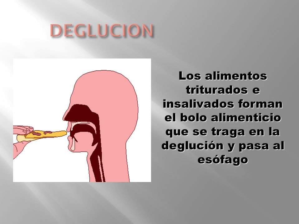 DEGLUCION Los alimentos triturados e insalivados forman el bolo alimenticio que se traga en la deglución y pasa al esófago.